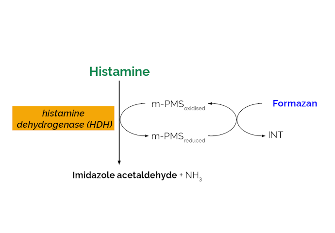 Megazyme_Scheme-K-HISTA-ProdIm.png