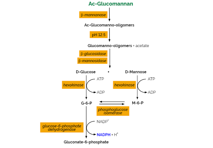 Megazyme_Scheme-K-GLUM.png