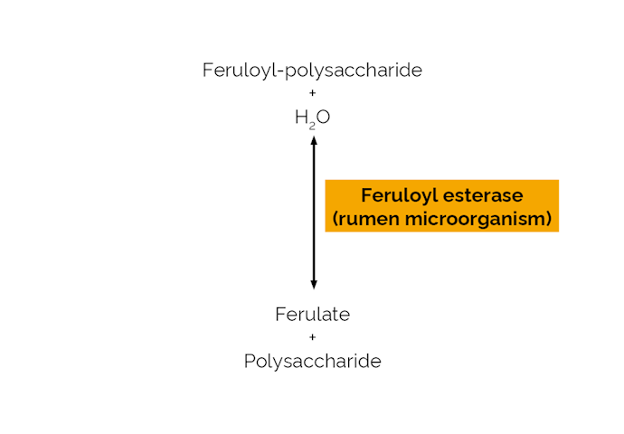 Megazyme_Scheme-E-FAERU.png