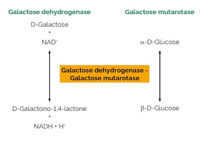 Megazyme_Scheme-E-GALMUT.png
