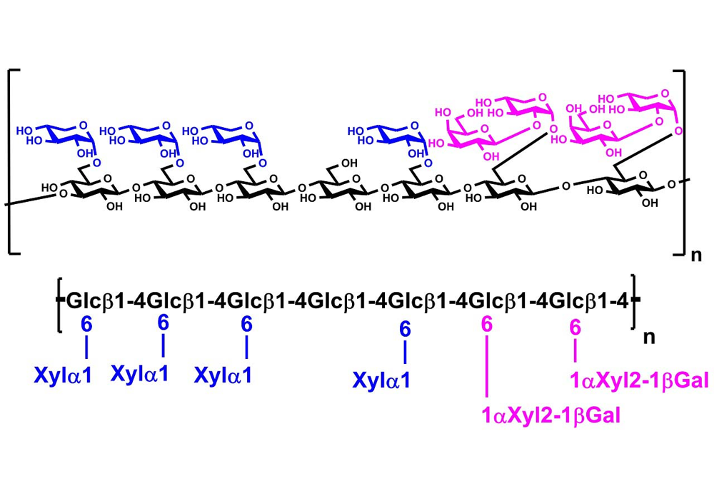 Megazyme_P-XYGLN.png