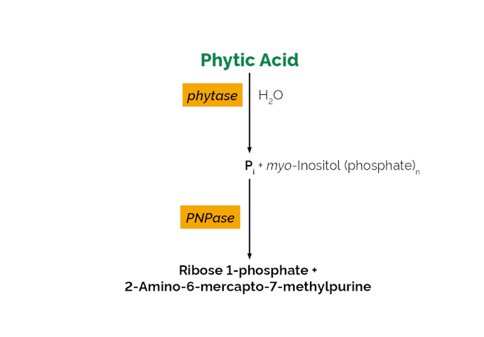 Megazyme_Scheme-K-PHYTASE-ProdIm.png