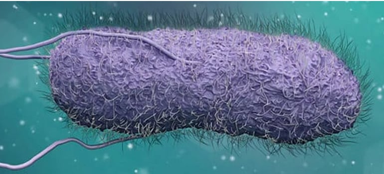 image of Salmonella microorganism