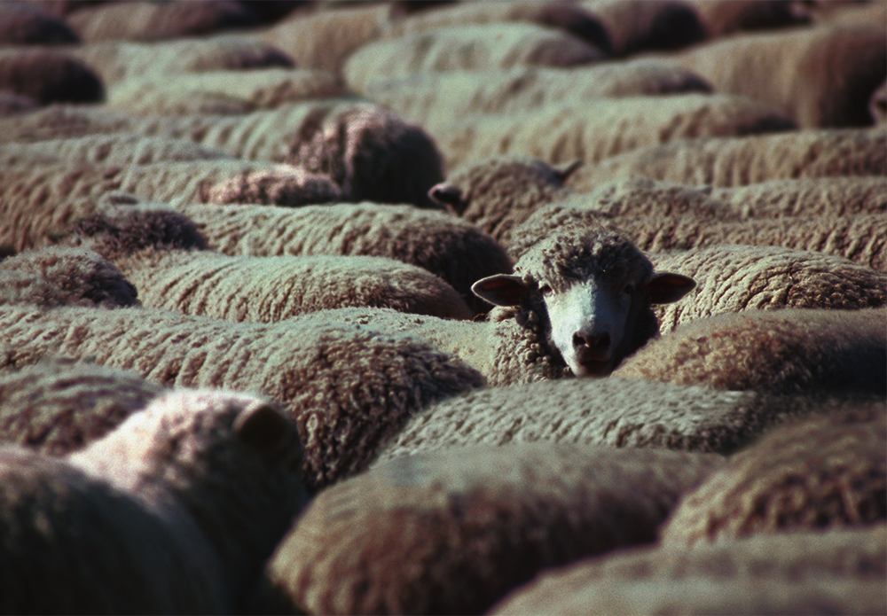 Official_615_GGP-Ovine-50K_Kit-Photo.png