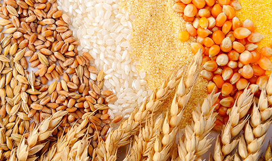 Close-up image showing a variety of grains including wheat, rice, corn, and barley, representing common agricultural commodities used in food and feed production.