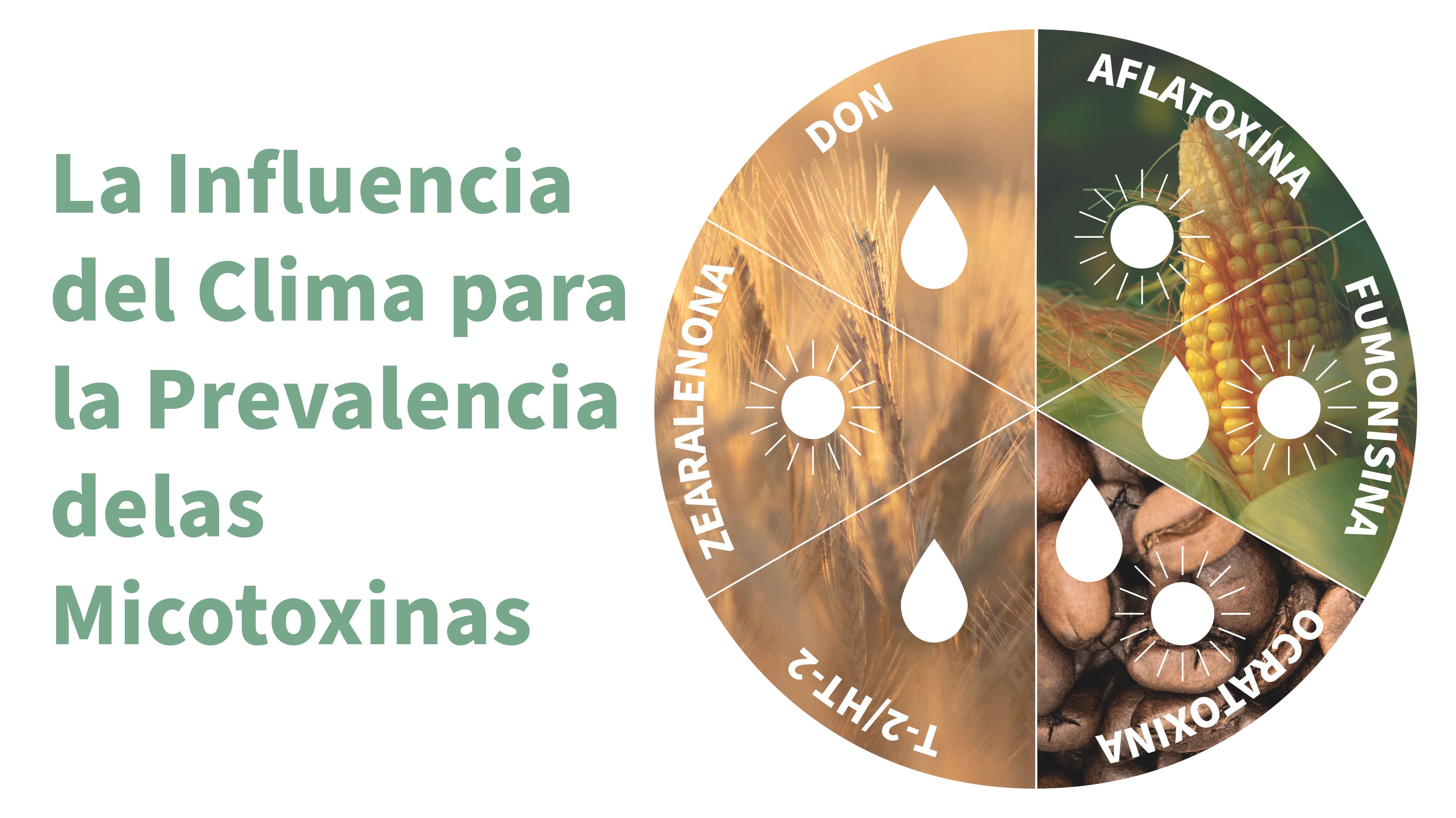MarCom_Mycotoxin-Weather-influence-inforgraphic_es.jpg