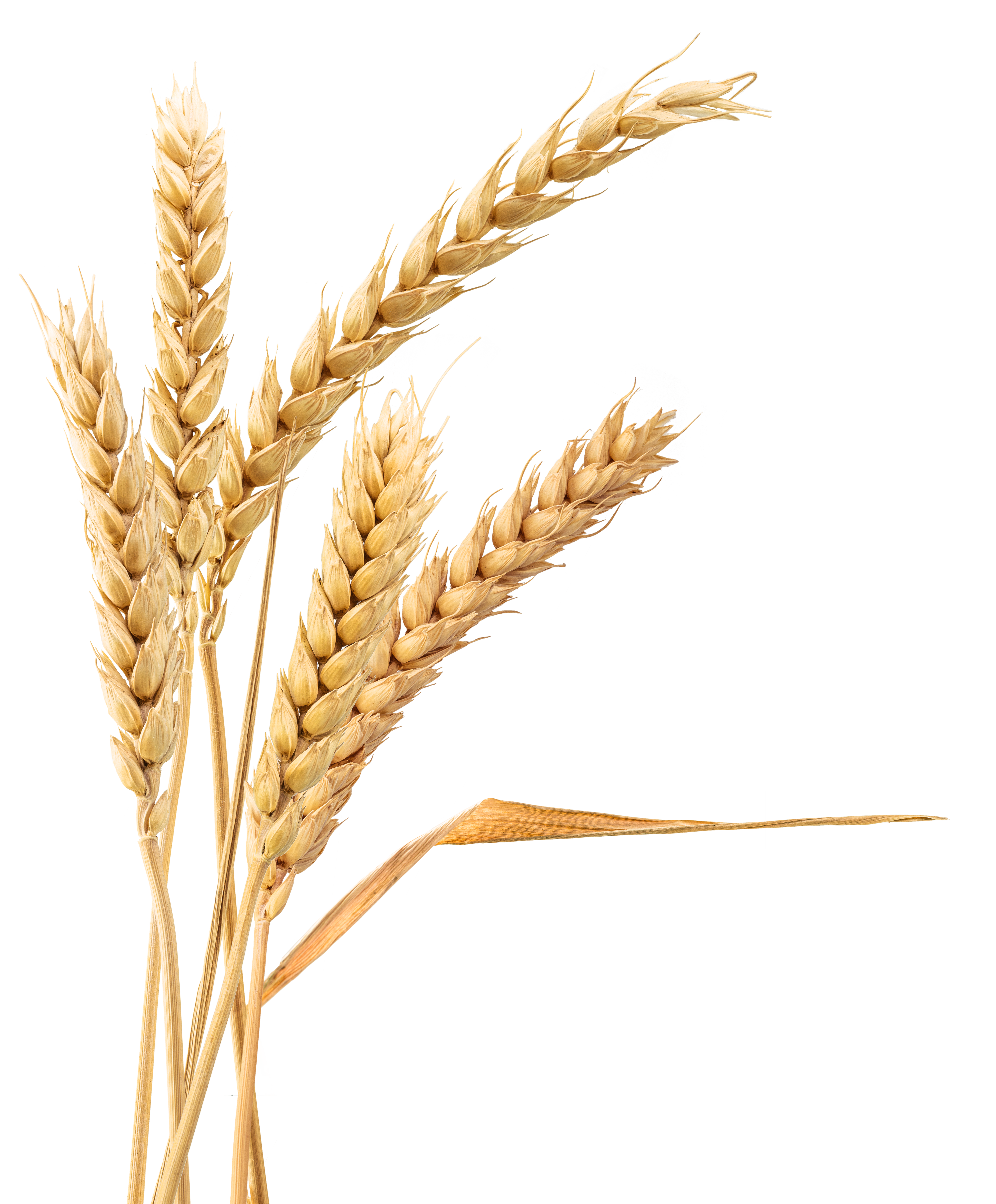 Image of grain