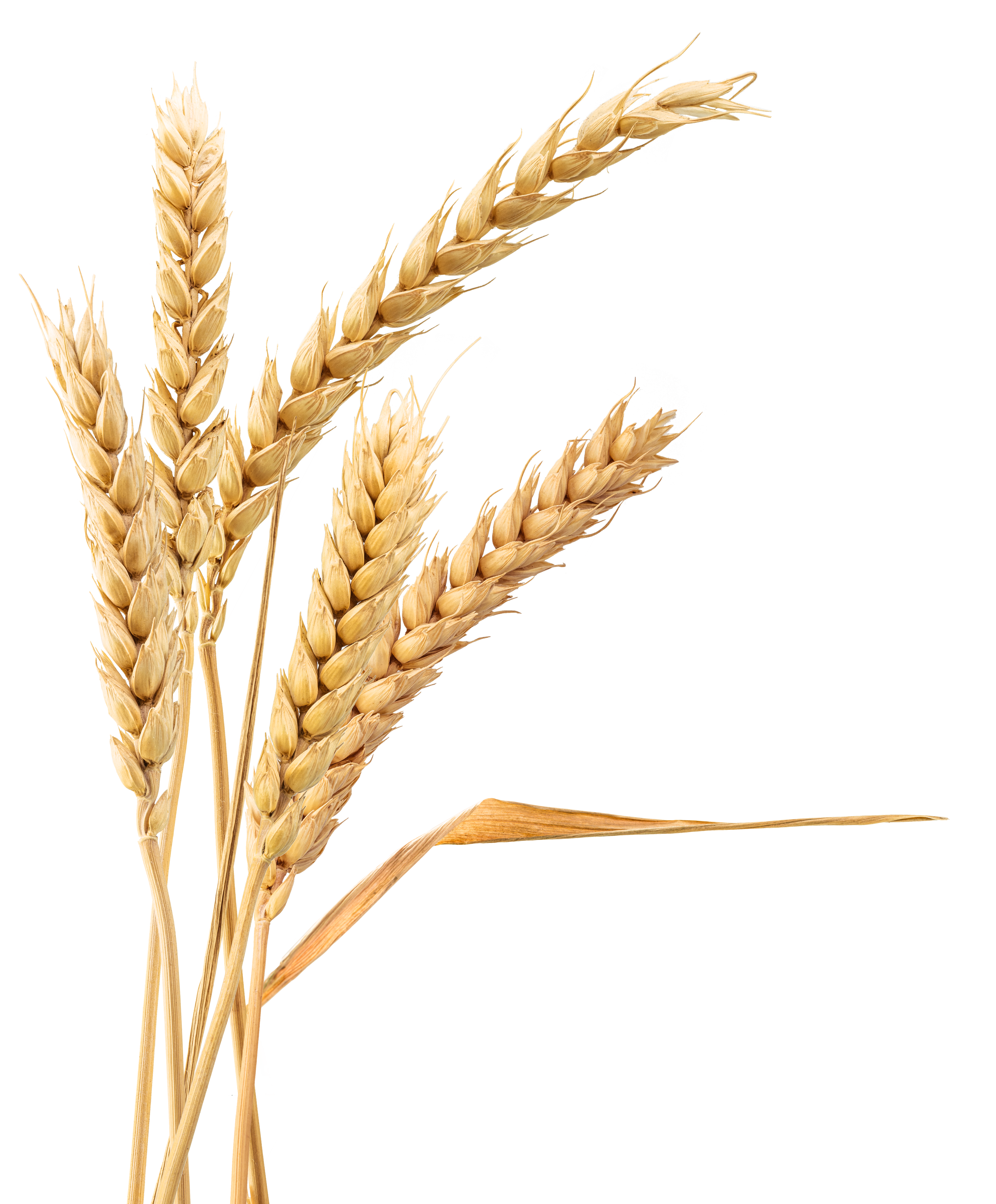 Image of grain